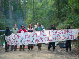 Bracks: Stop logging old growth forest 