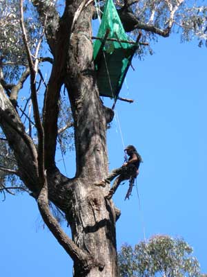 Tree sit