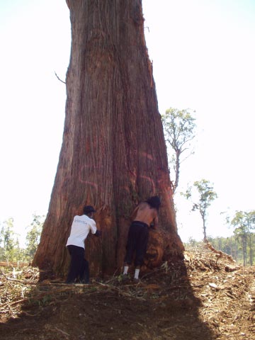 Bidwali Leaders in logging coupe in Survey Rd