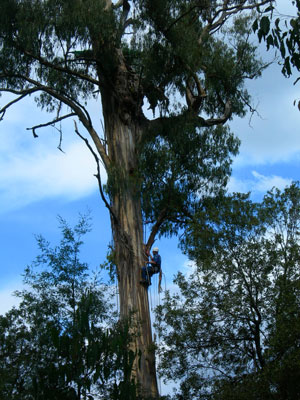 Search and Rescue climb the tree