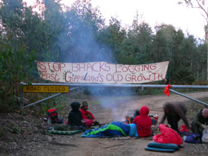 Dawn at Centre Rd Blockade