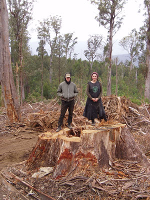 old growth tree stump in logging clearfell