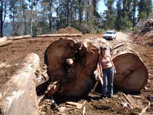 Big logs in Goongerah coupe