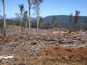 Goongerah catchment