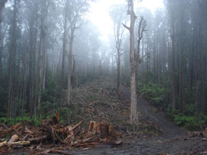 Old growth logging in domestic water catchment