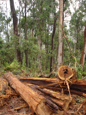 Clearfelled old growth forest near Snowy River National Park