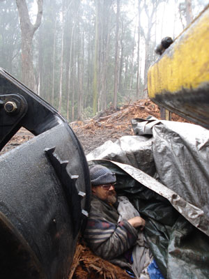 Logging protester halts clearfelling