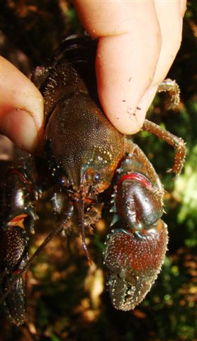 orbost spiny crayfish