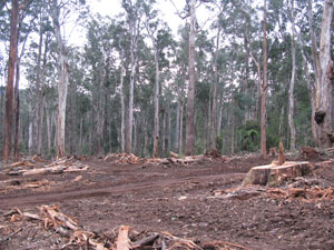 logging in brown mountain