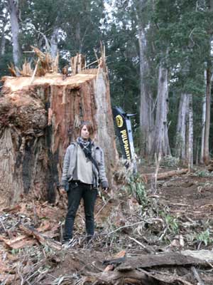 old growth forest logging in East Gippsland