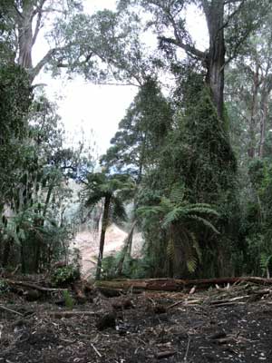 rainforest logging in east gippsland