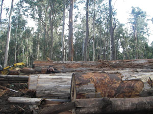 log dump at brown mountain