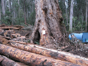 Big tree in logging coupe