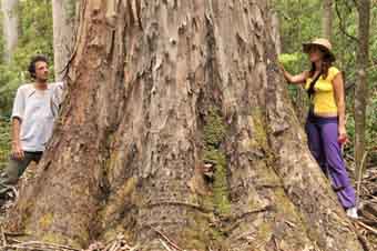 big tree before logging brown mountain East Gippsland