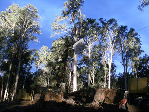 Tree platform halts logging at Survey Road