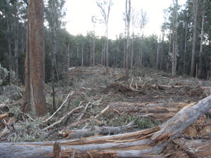 clearfell logging in old growth forest East ?Gippsland