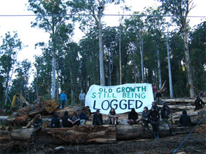 survey road bonang river forest blockade