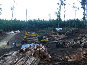 logging coupe in bonang river area